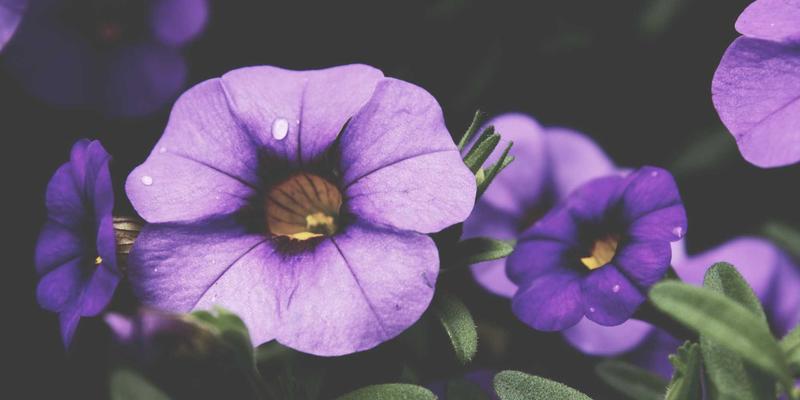 波西米亚风格水利工程的数字化新生：运河文化遗产的保护与虚拟展示