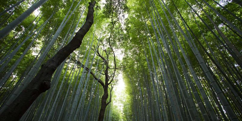 运河工程30：波西米亚风格与水利技术的诗意交响