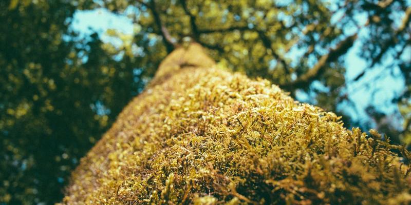 运河工程5：水利技术与生态修复的融合创新